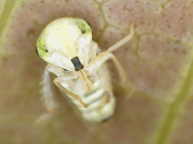 Idioscopus clypealis
