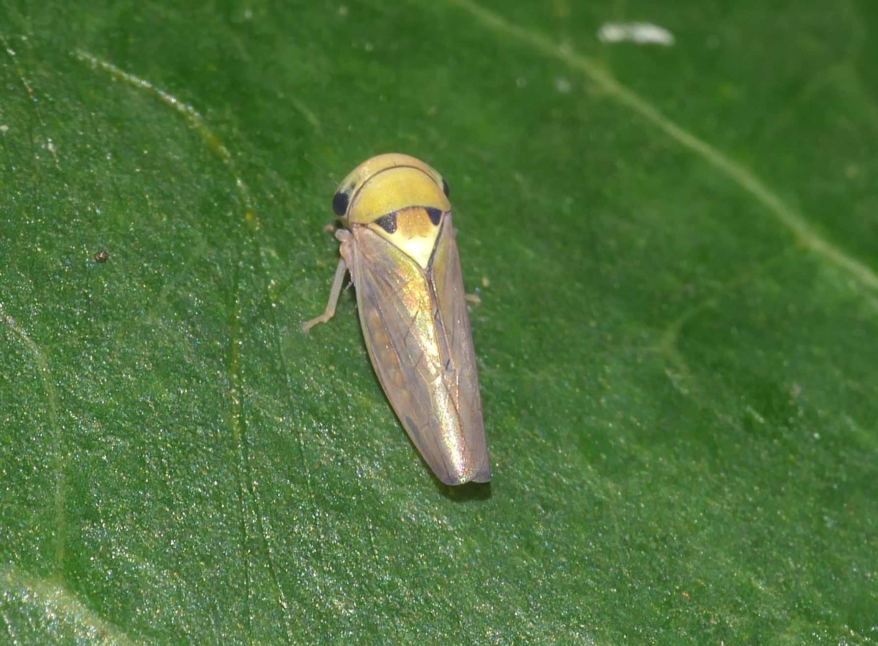 Idioscopus clypealis