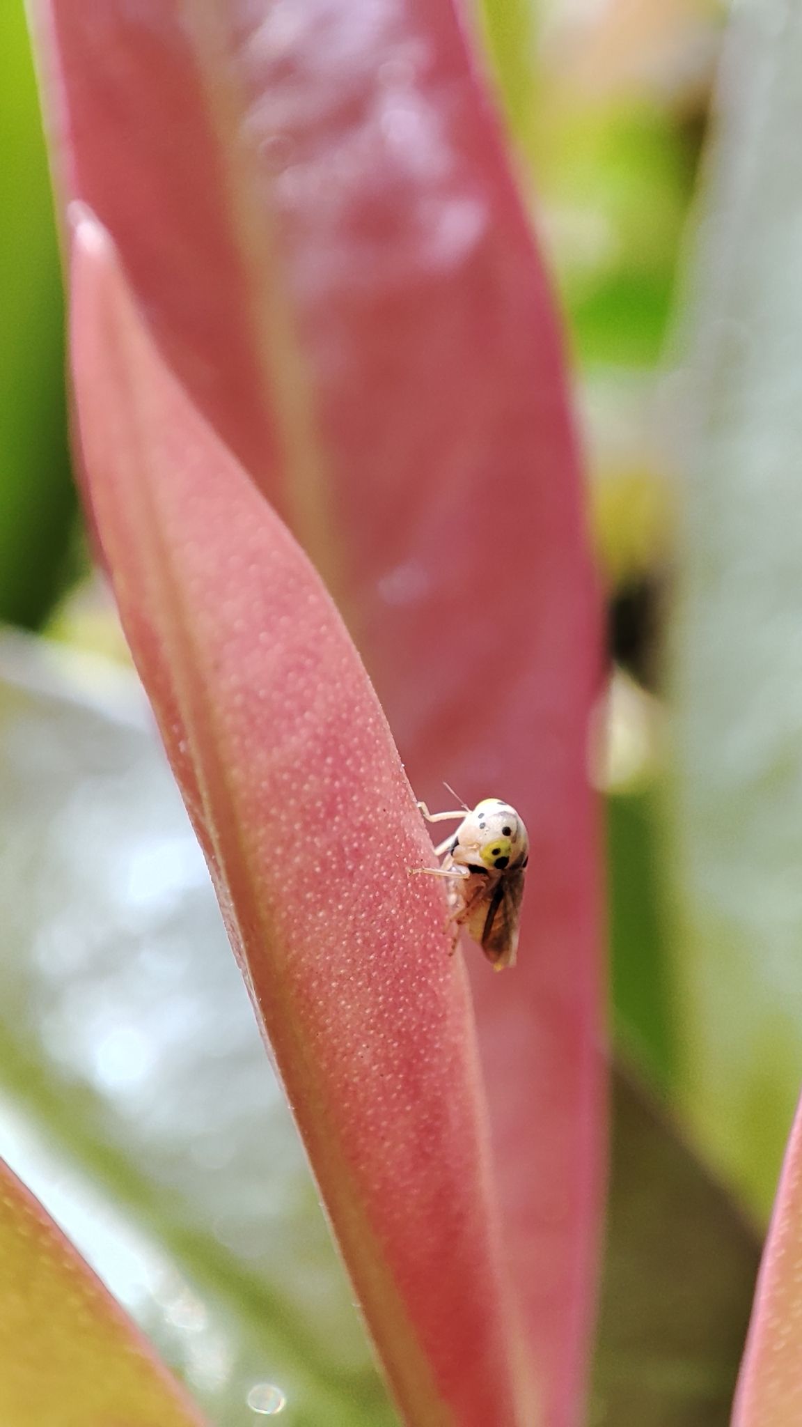 Idioscopus clypealis
