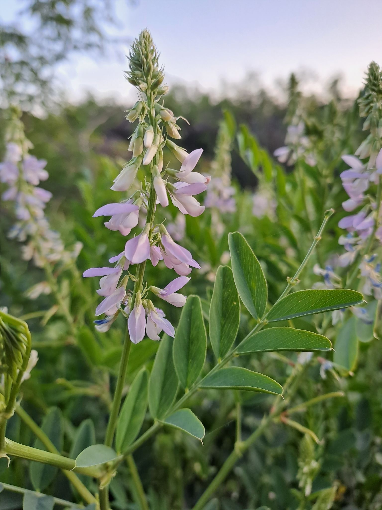 Galega officinalis
