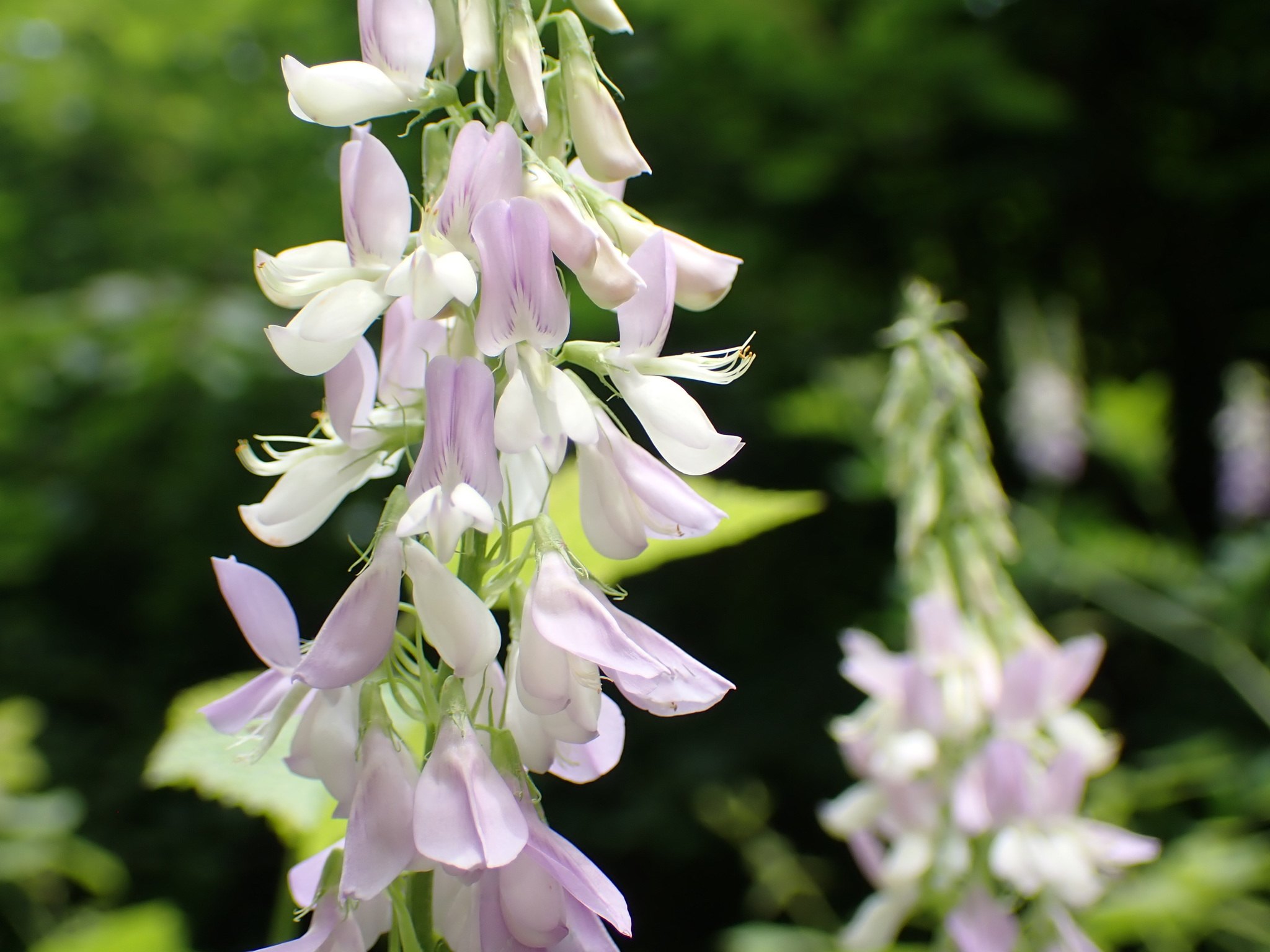 Galega officinalis