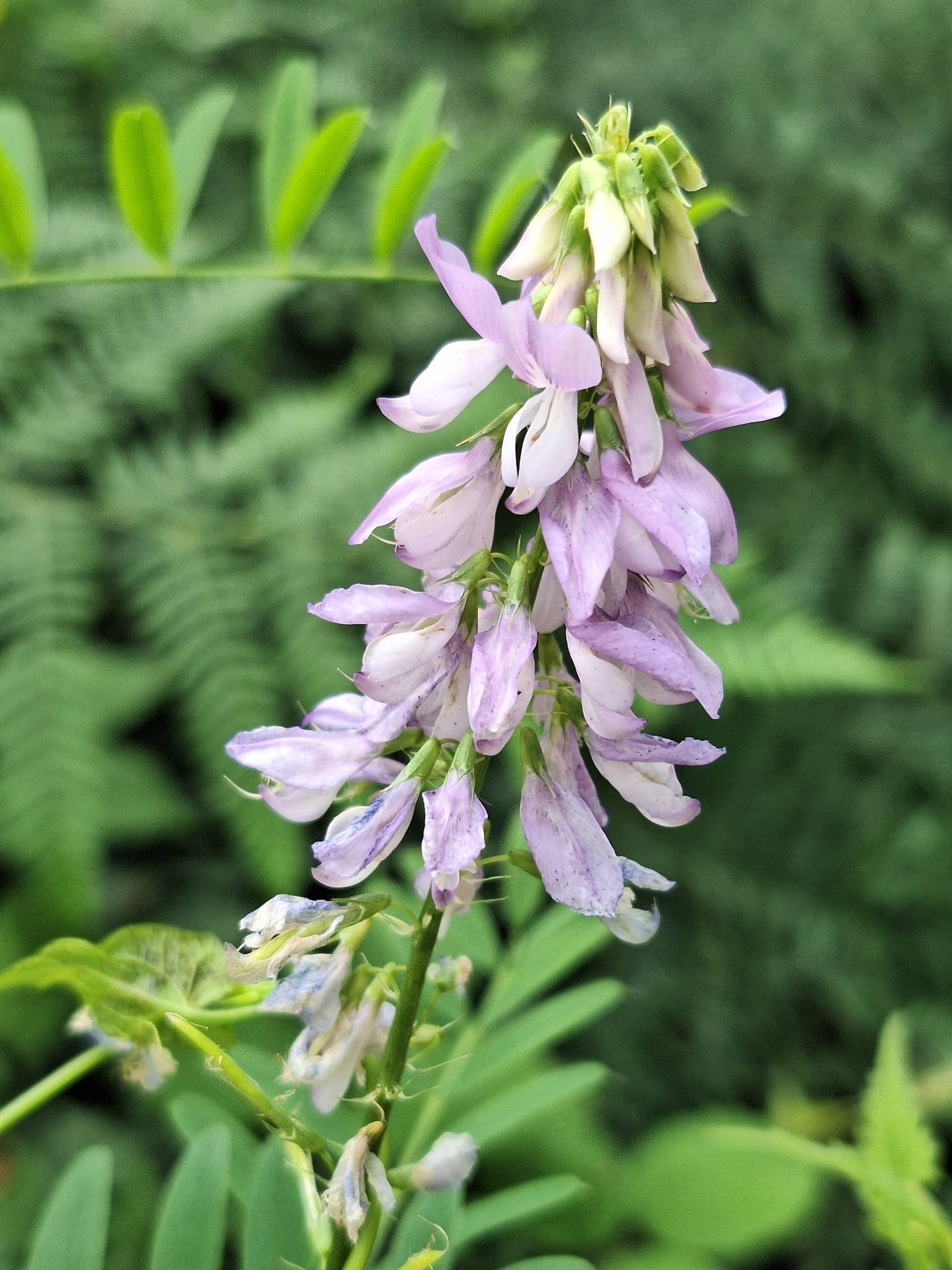 Galega officinalis