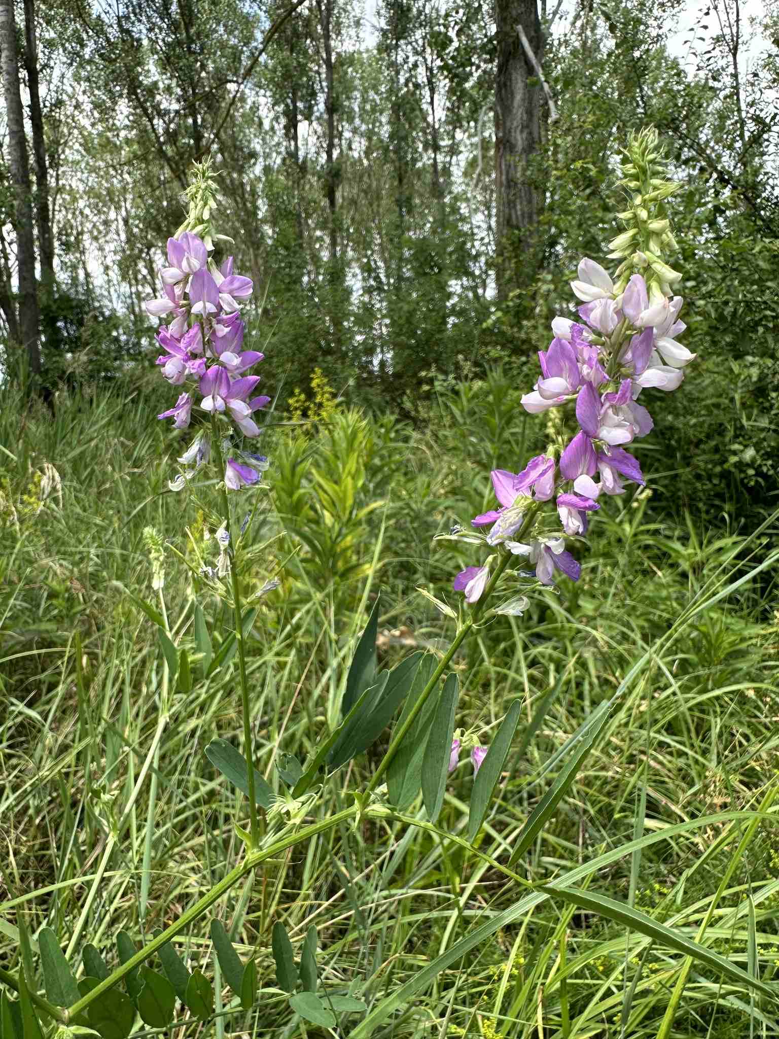 Galega officinalis