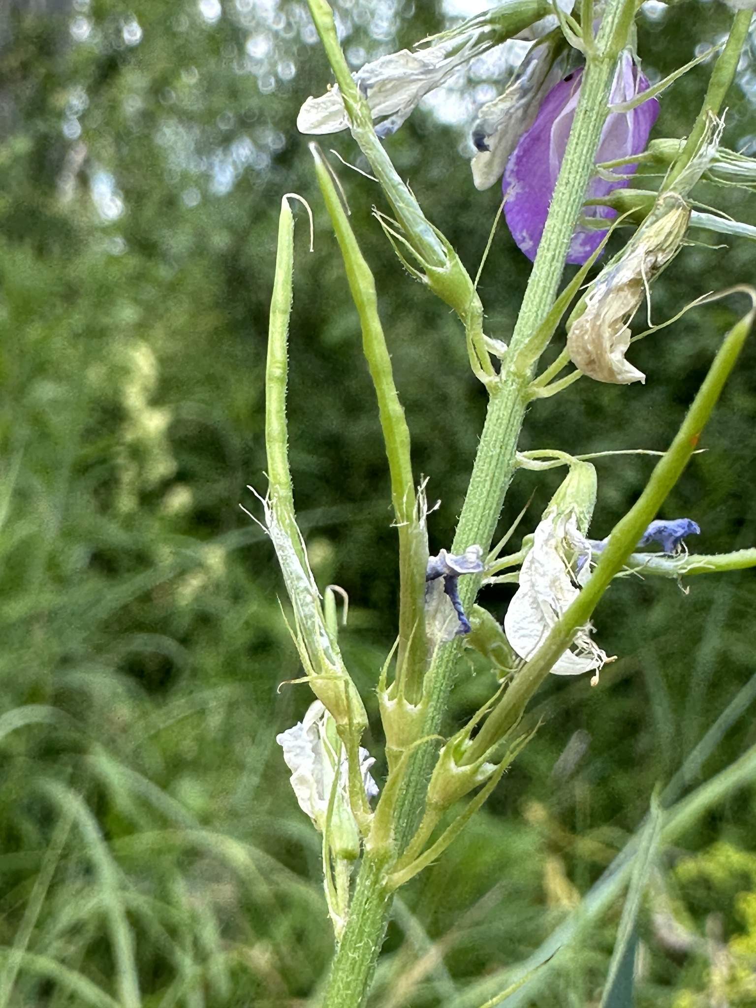 Galega officinalis