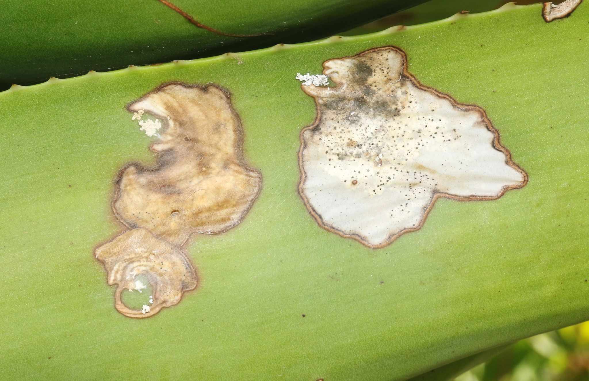 Phyllosticta aloeicola
