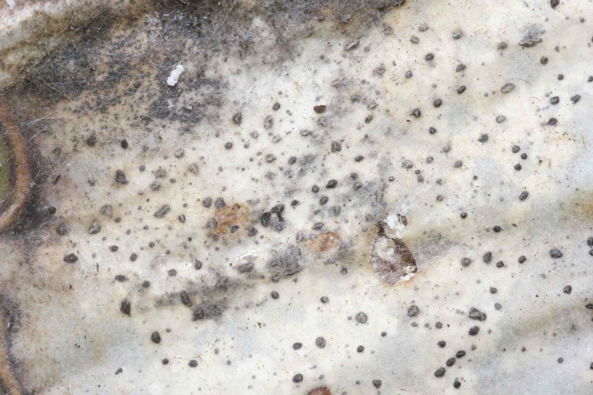 Phyllosticta aloeicola