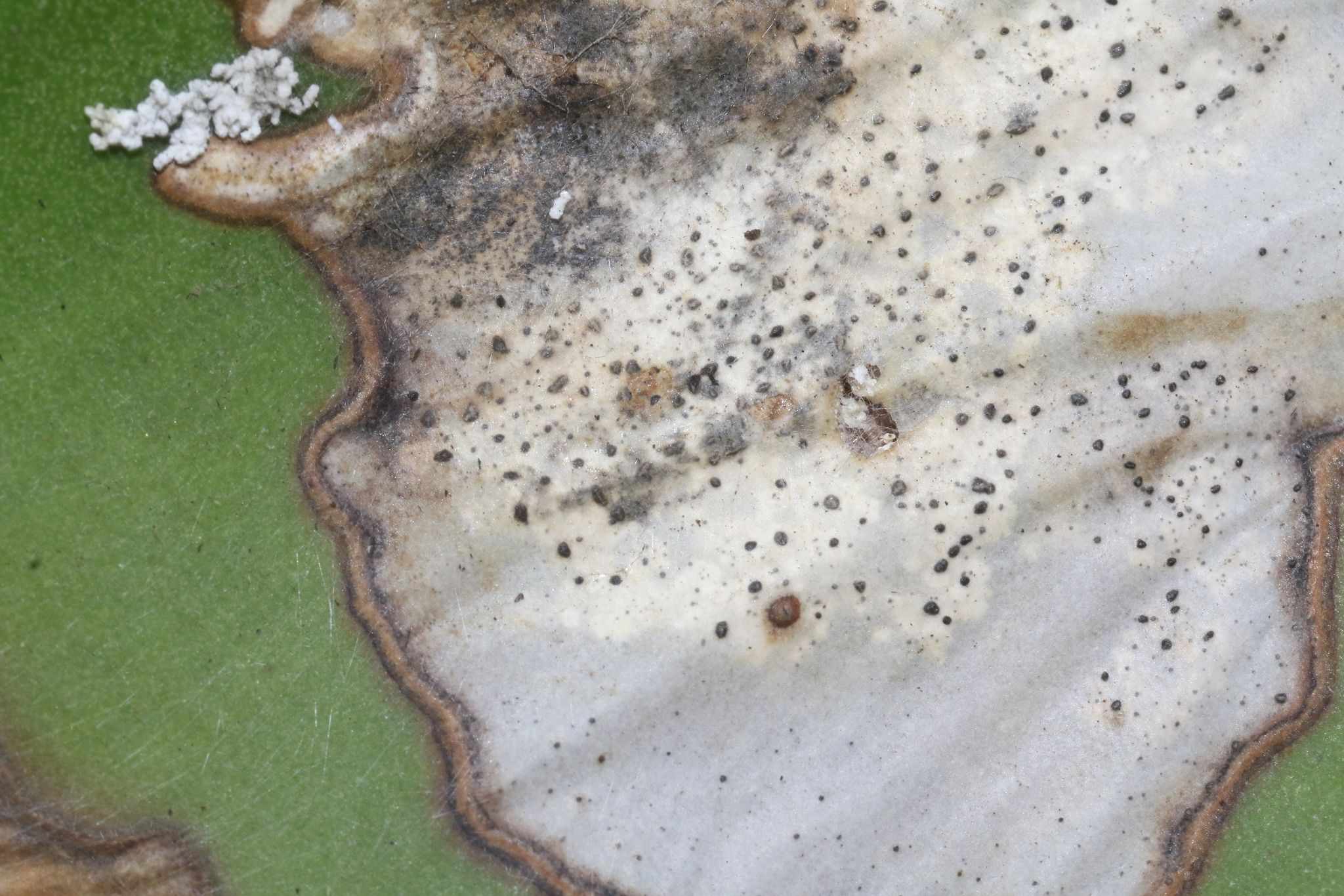 Phyllosticta aloeicola