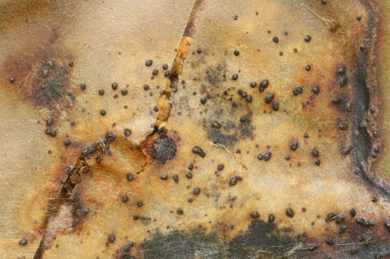 Phyllosticta aloeicola