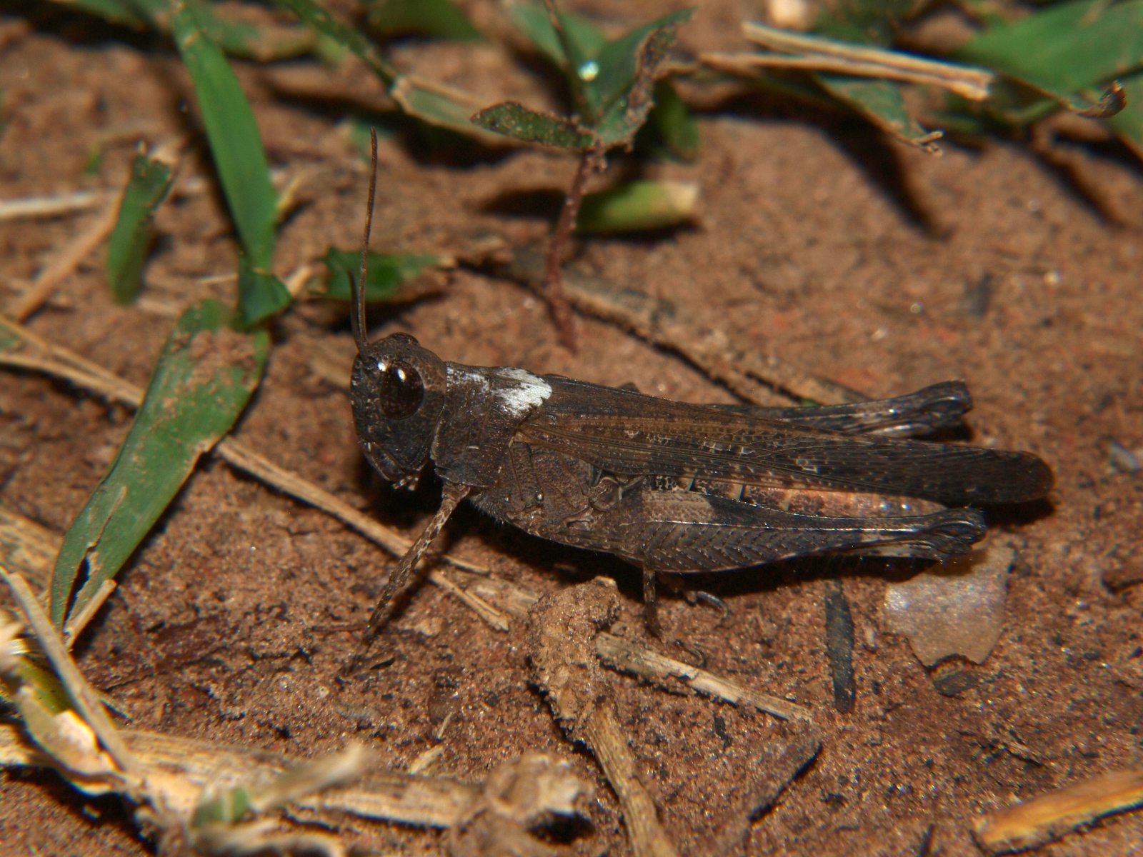 Gymnobothrus