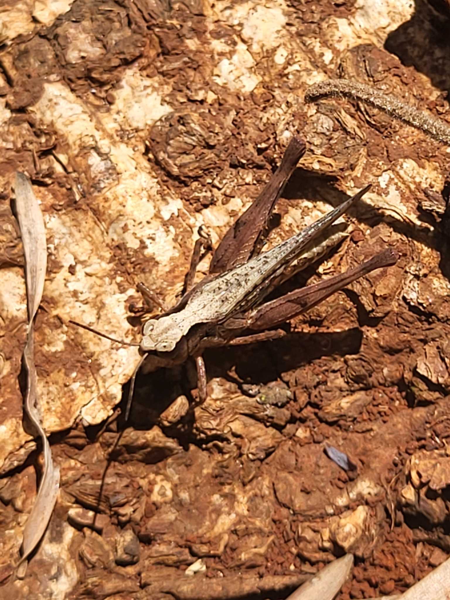 Gymnobothrus