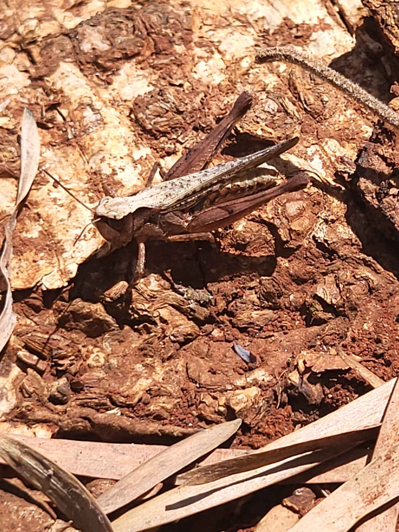 Gymnobothrus