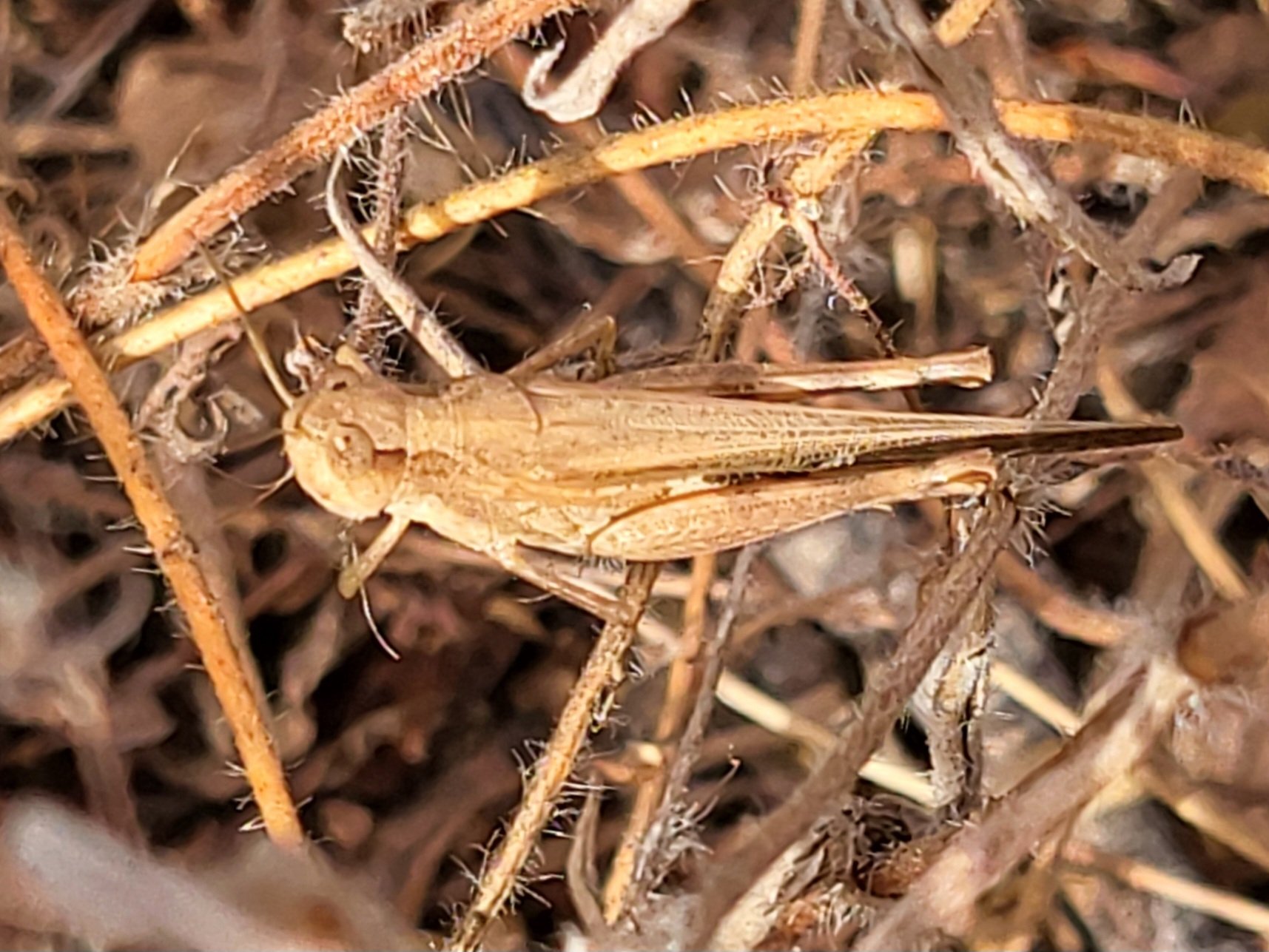 Gymnobothrus