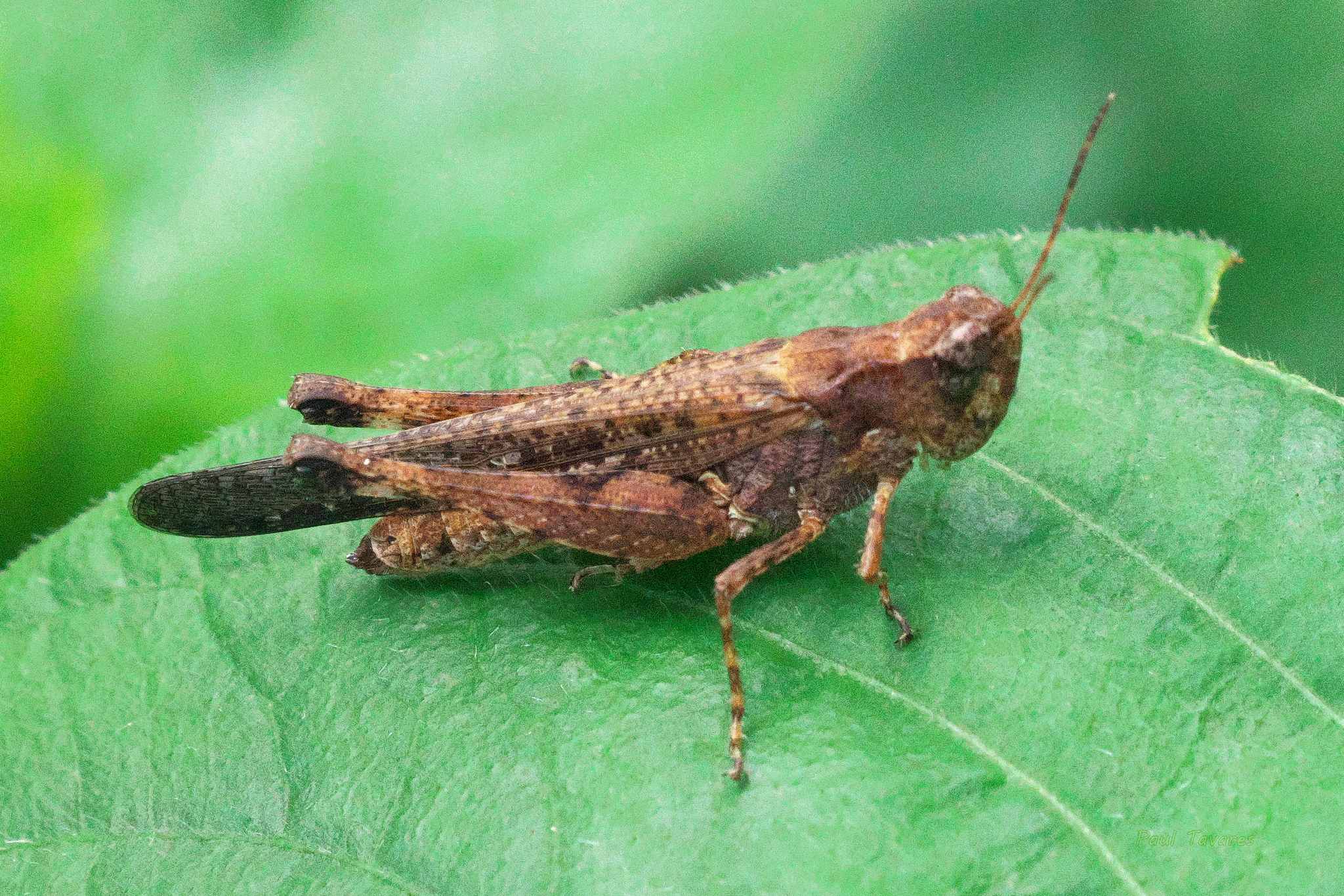 Gymnobothrus