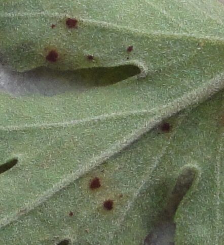 Puccinia chrysanthemi