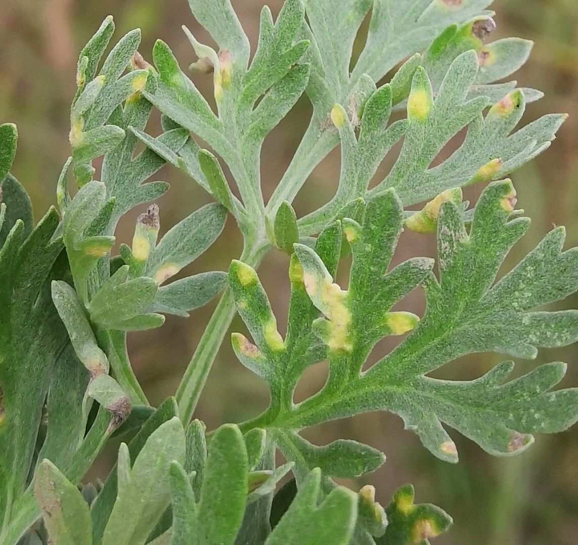 Puccinia chrysanthemi