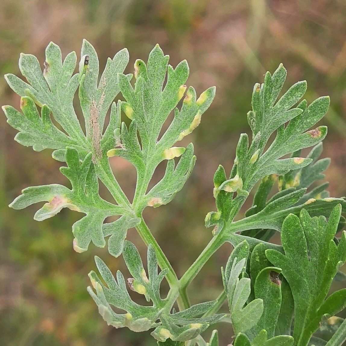 Puccinia chrysanthemi
