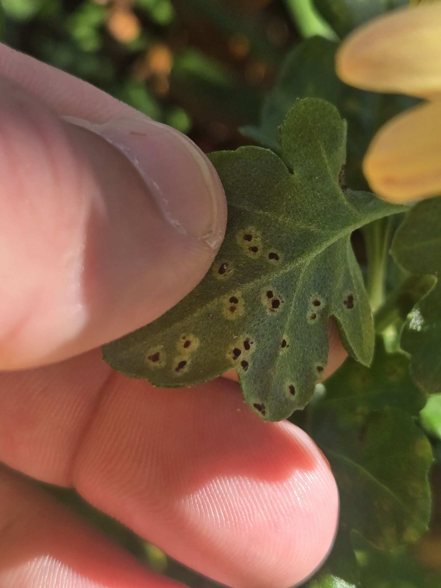 Puccinia chrysanthemi