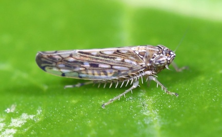 Osbornellus