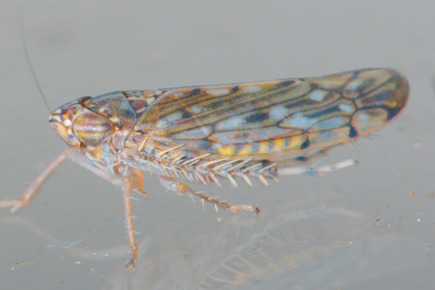Osbornellus