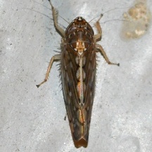 Osbornellus
