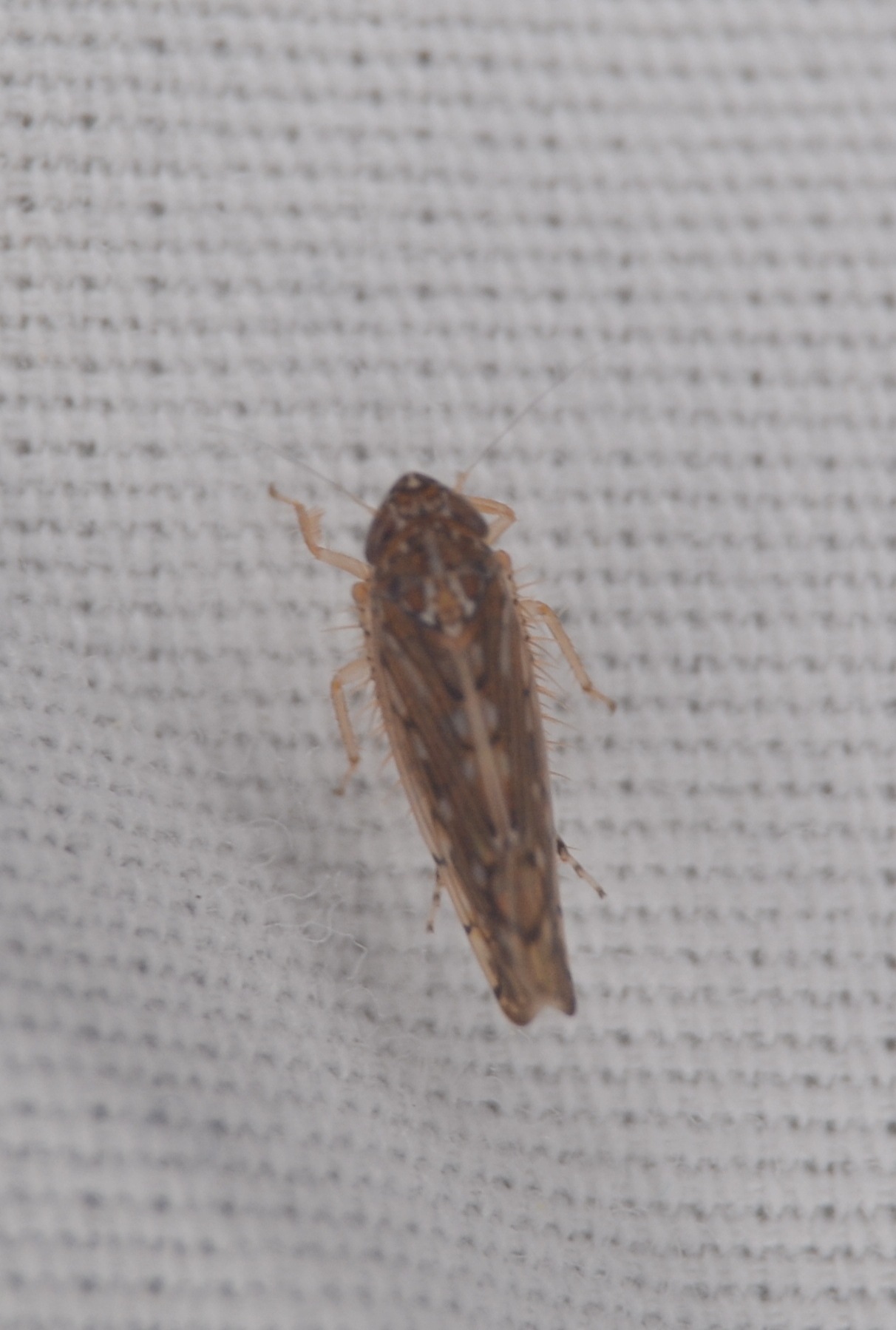 Osbornellus