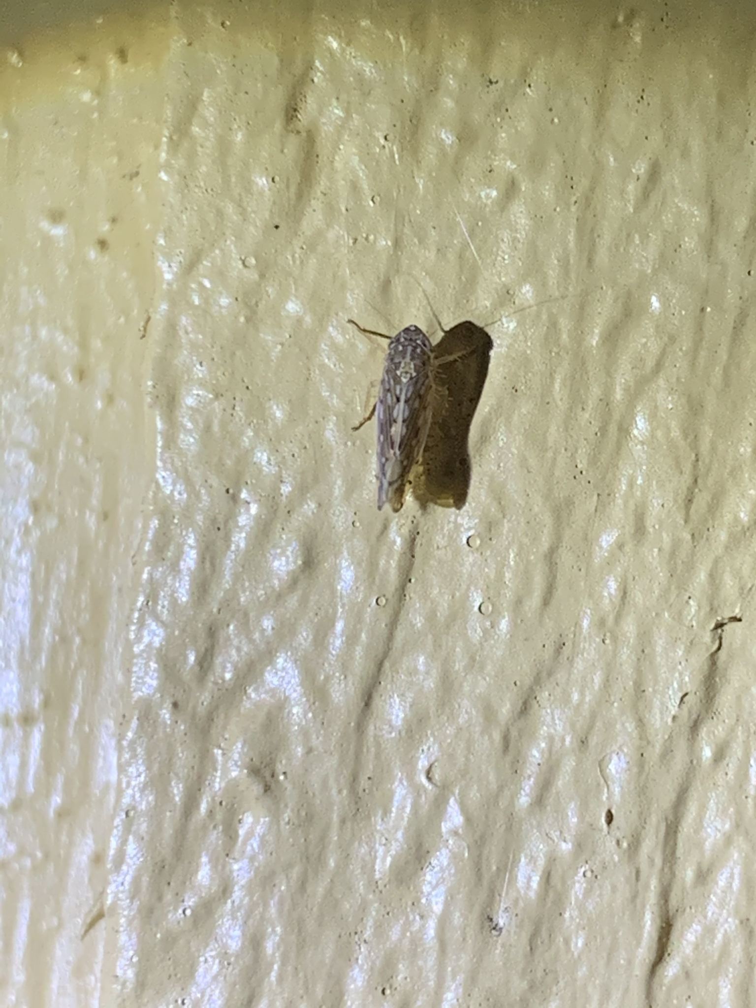 Osbornellus