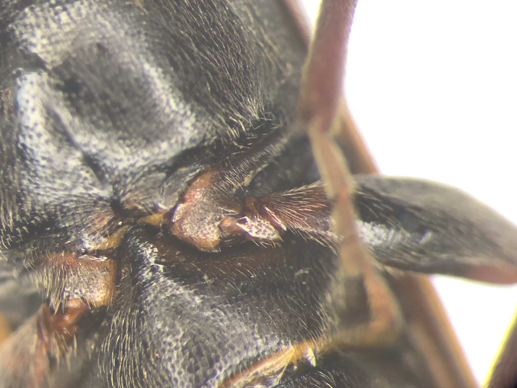 Tetropium cinnamopterum