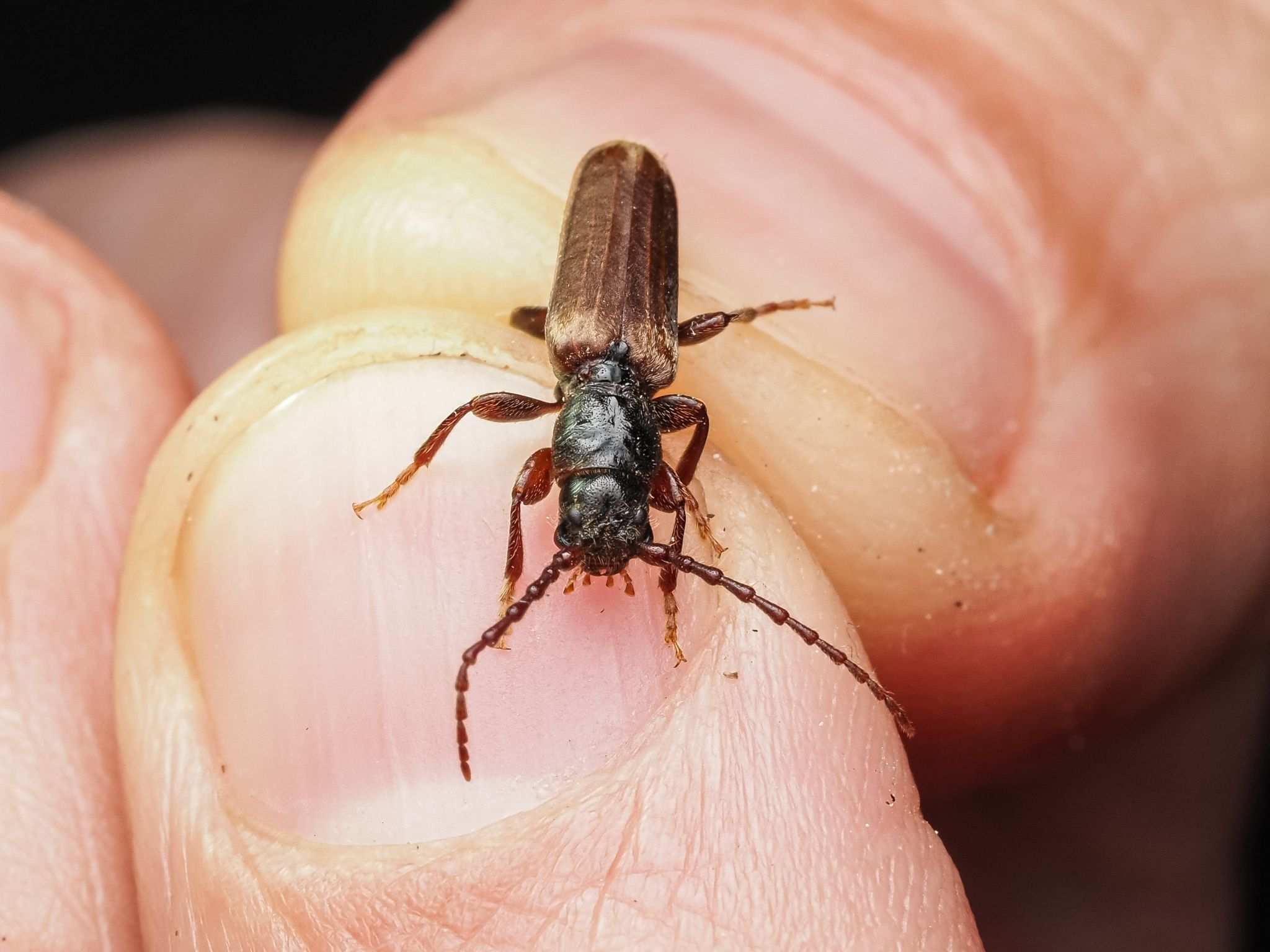 Tetropium cinnamopterum