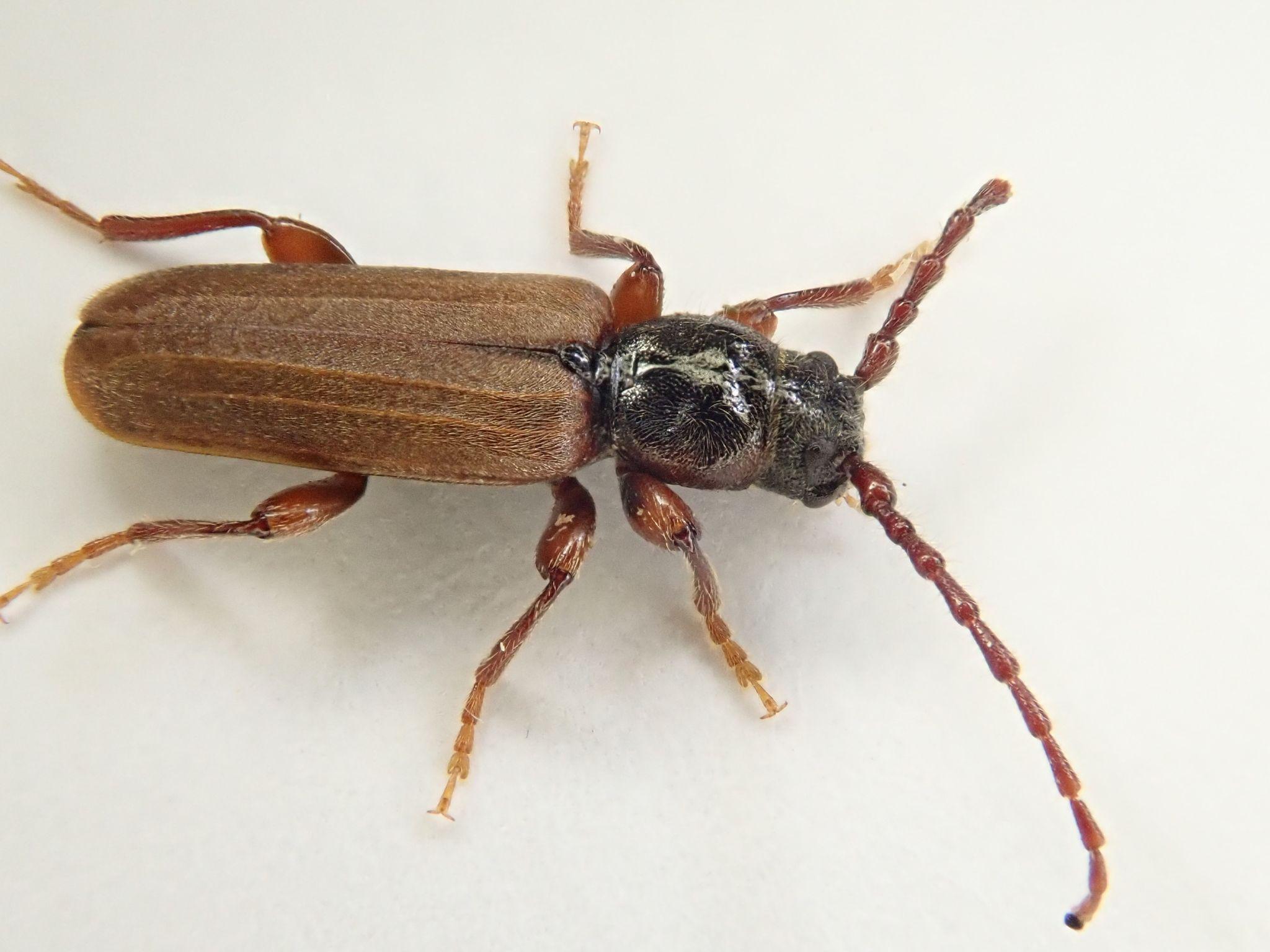 Tetropium cinnamopterum