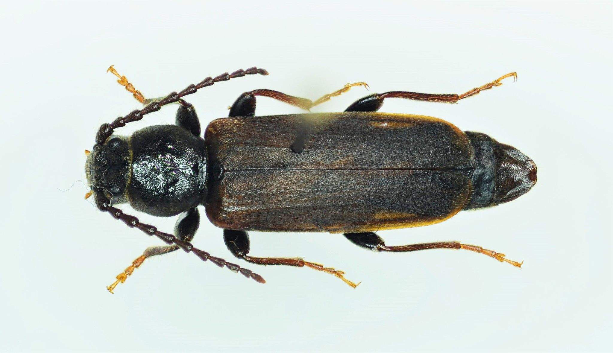 Tetropium cinnamopterum