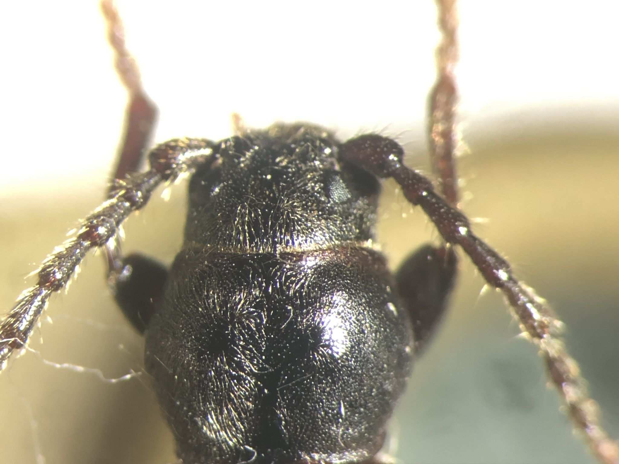 Tetropium cinnamopterum