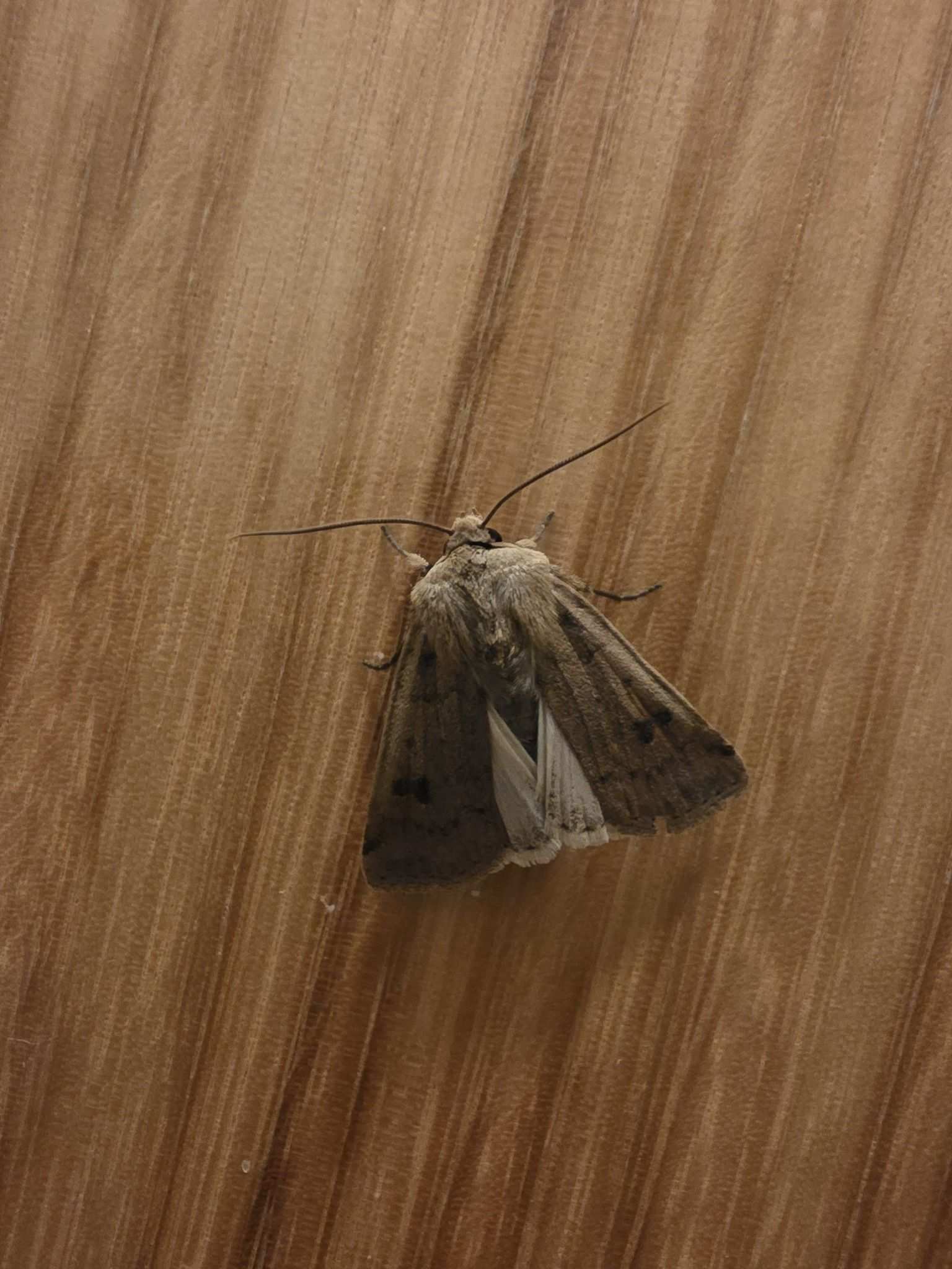 Feltia hispidula