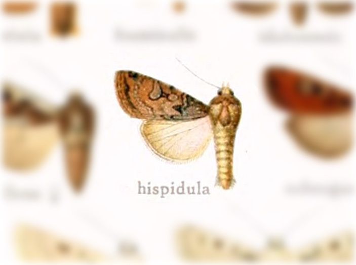 Feltia hispidula