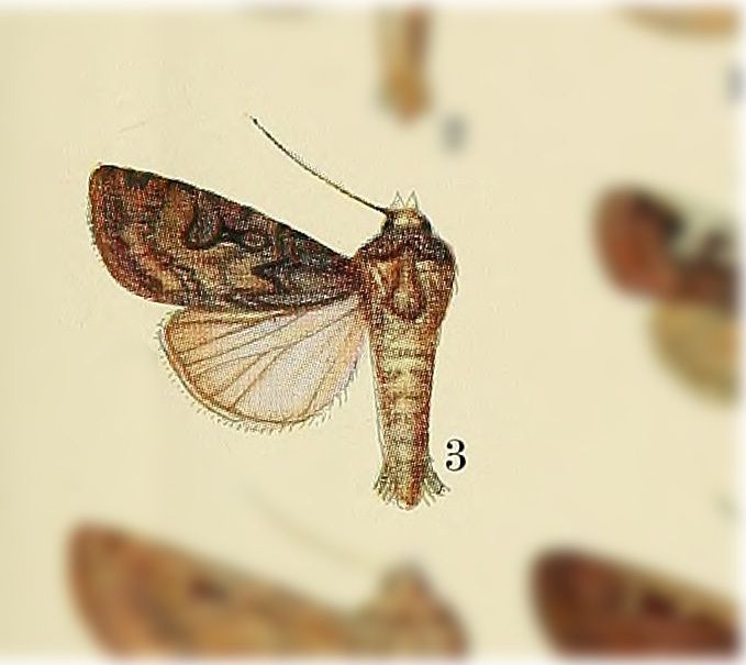Feltia hispidula
