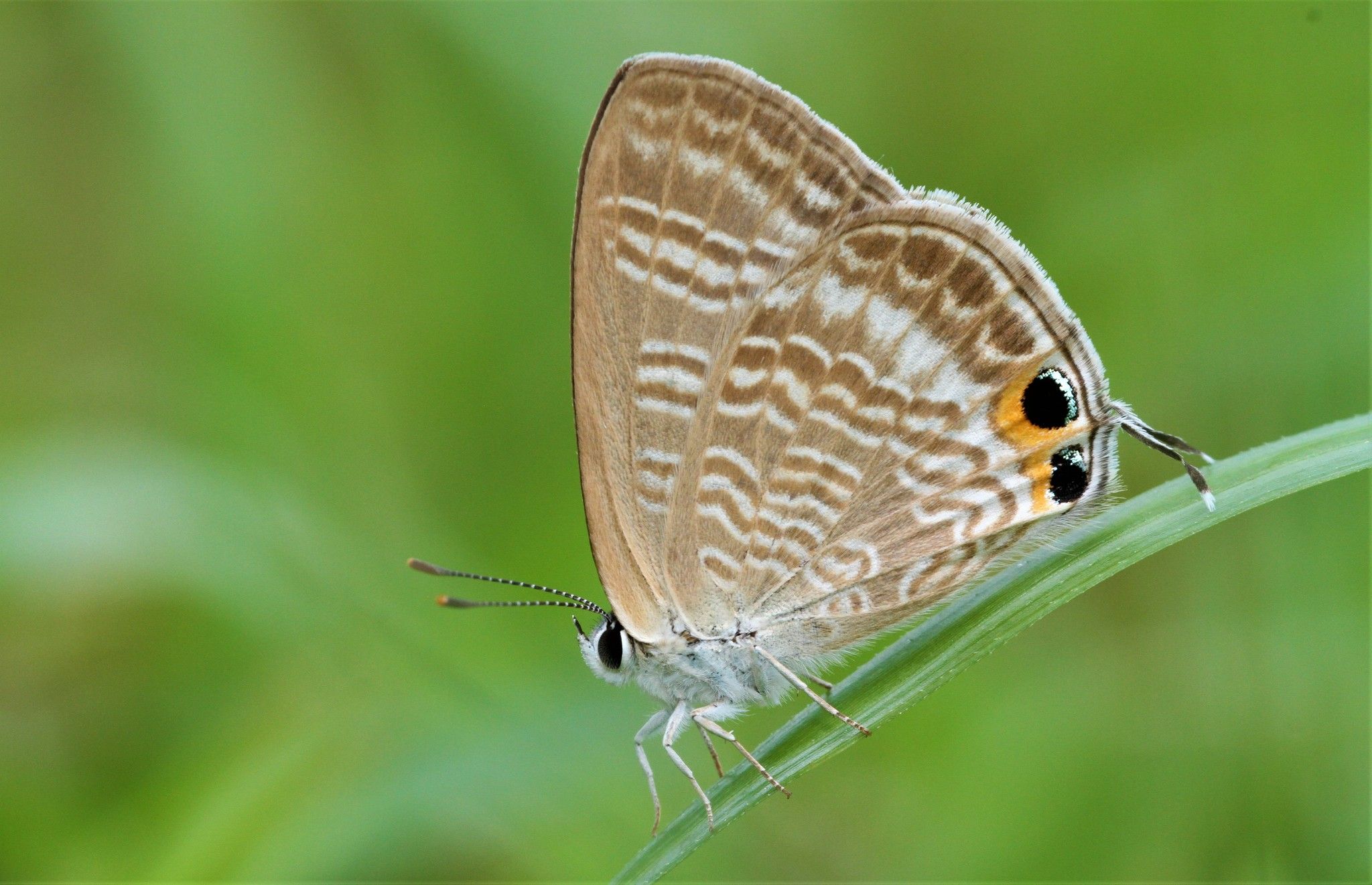 Lampides boeticus