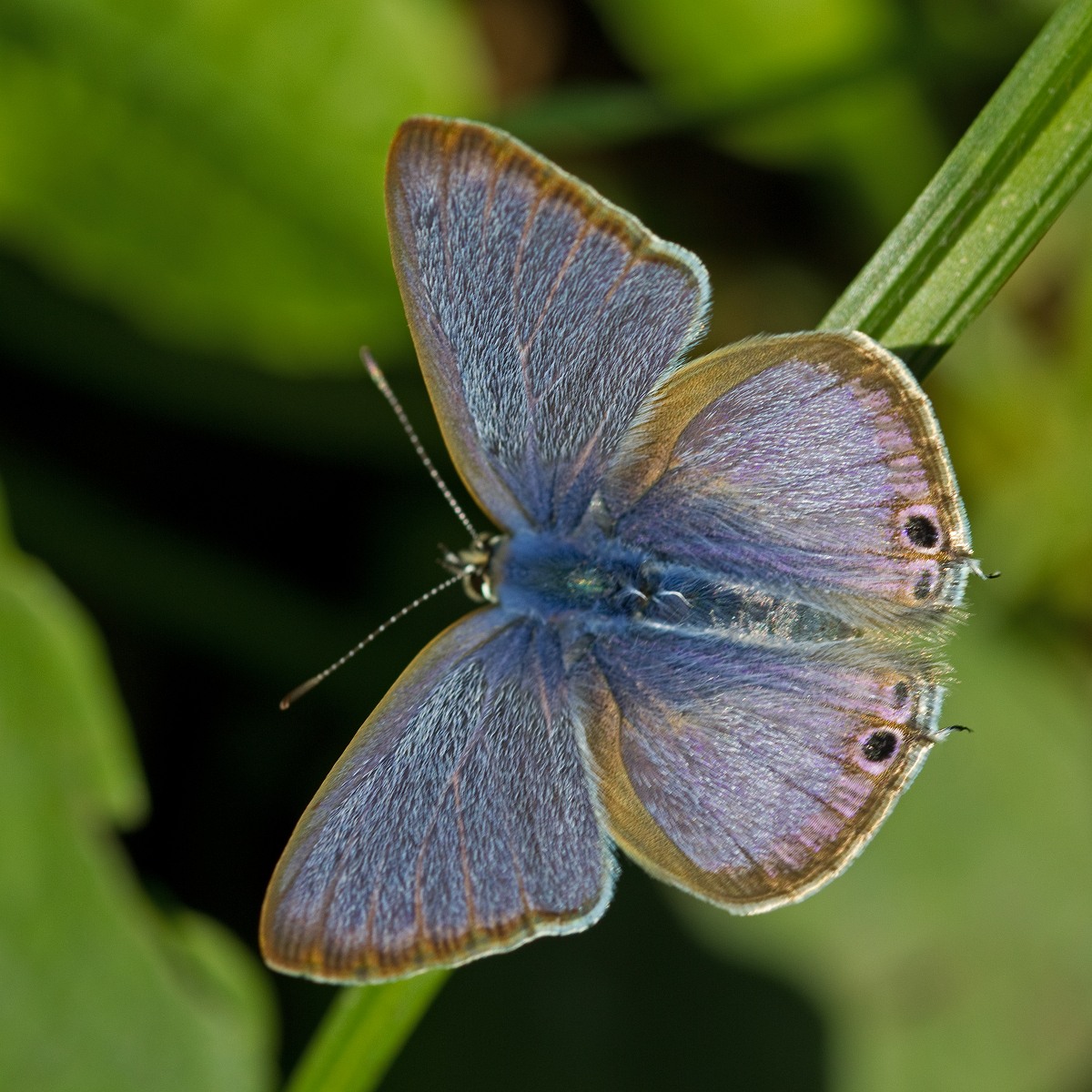 Lampides boeticus