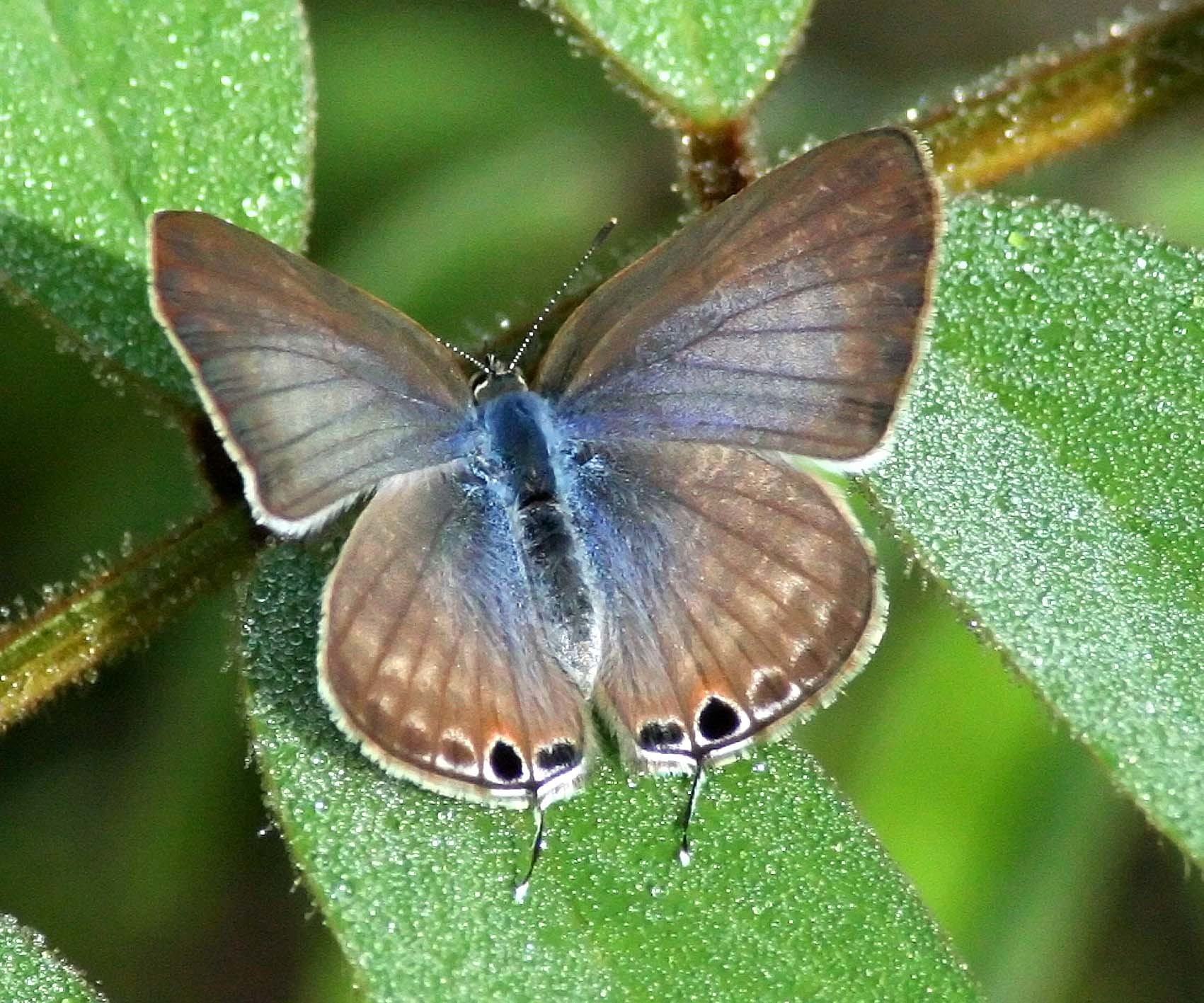 Lampides boeticus