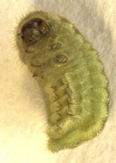 Lampides boeticus