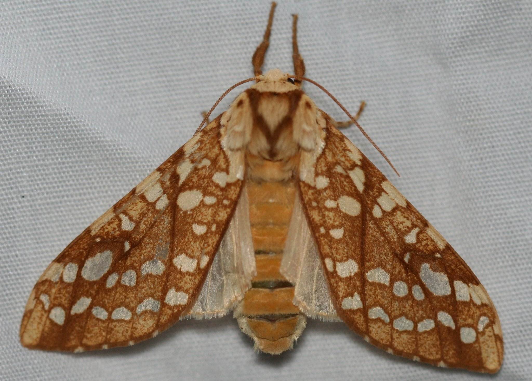 Lophocampa