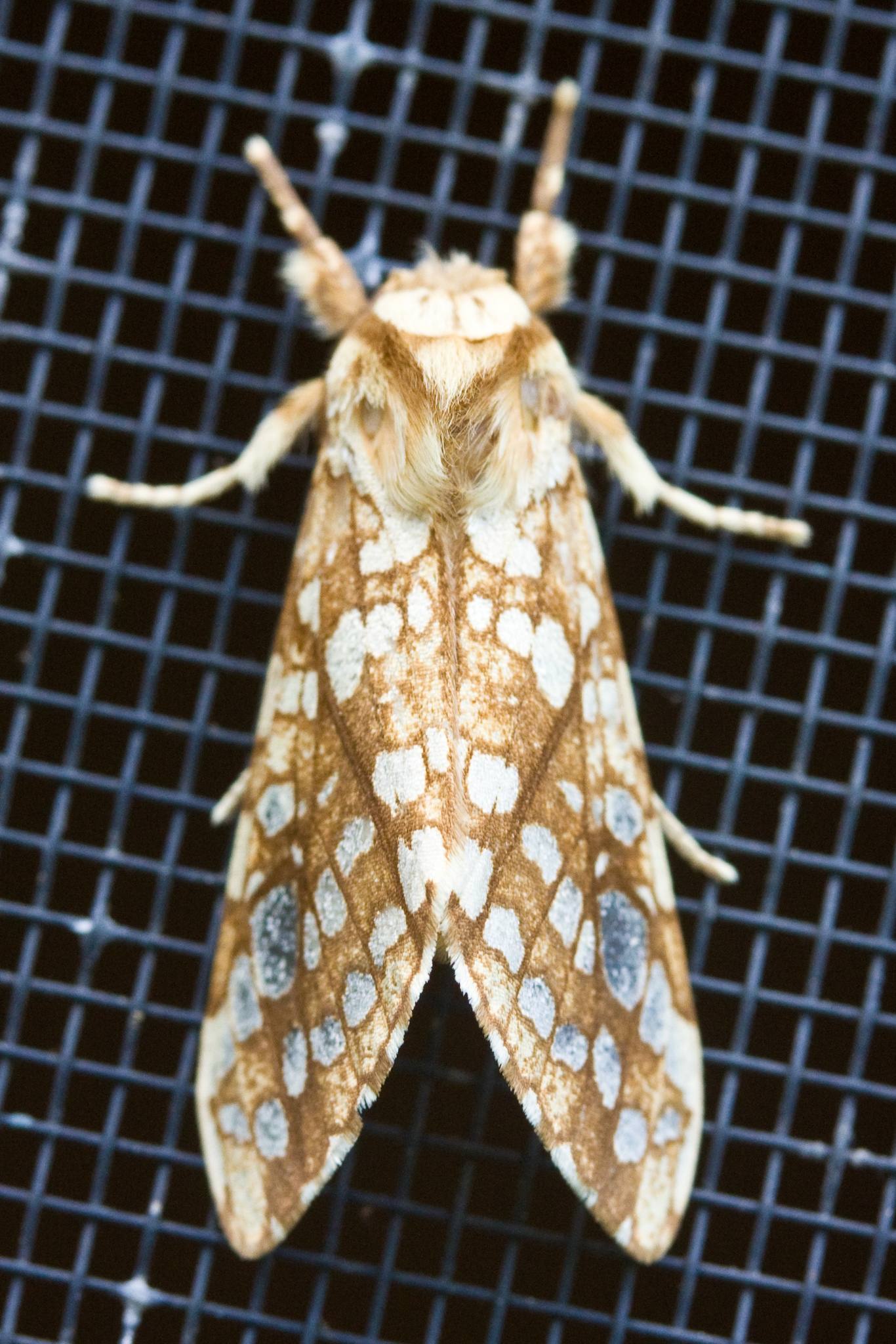 Lophocampa