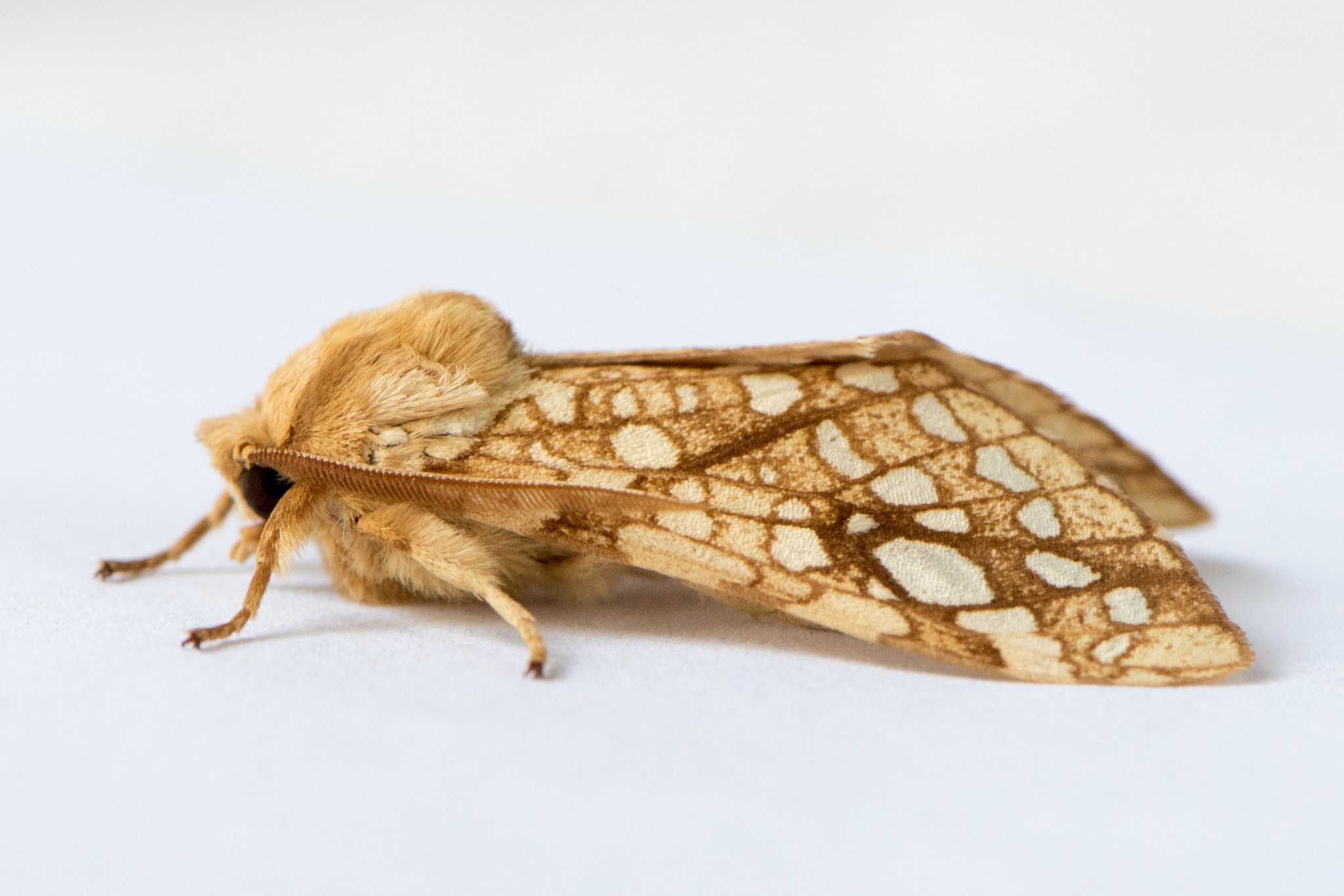 Lophocampa