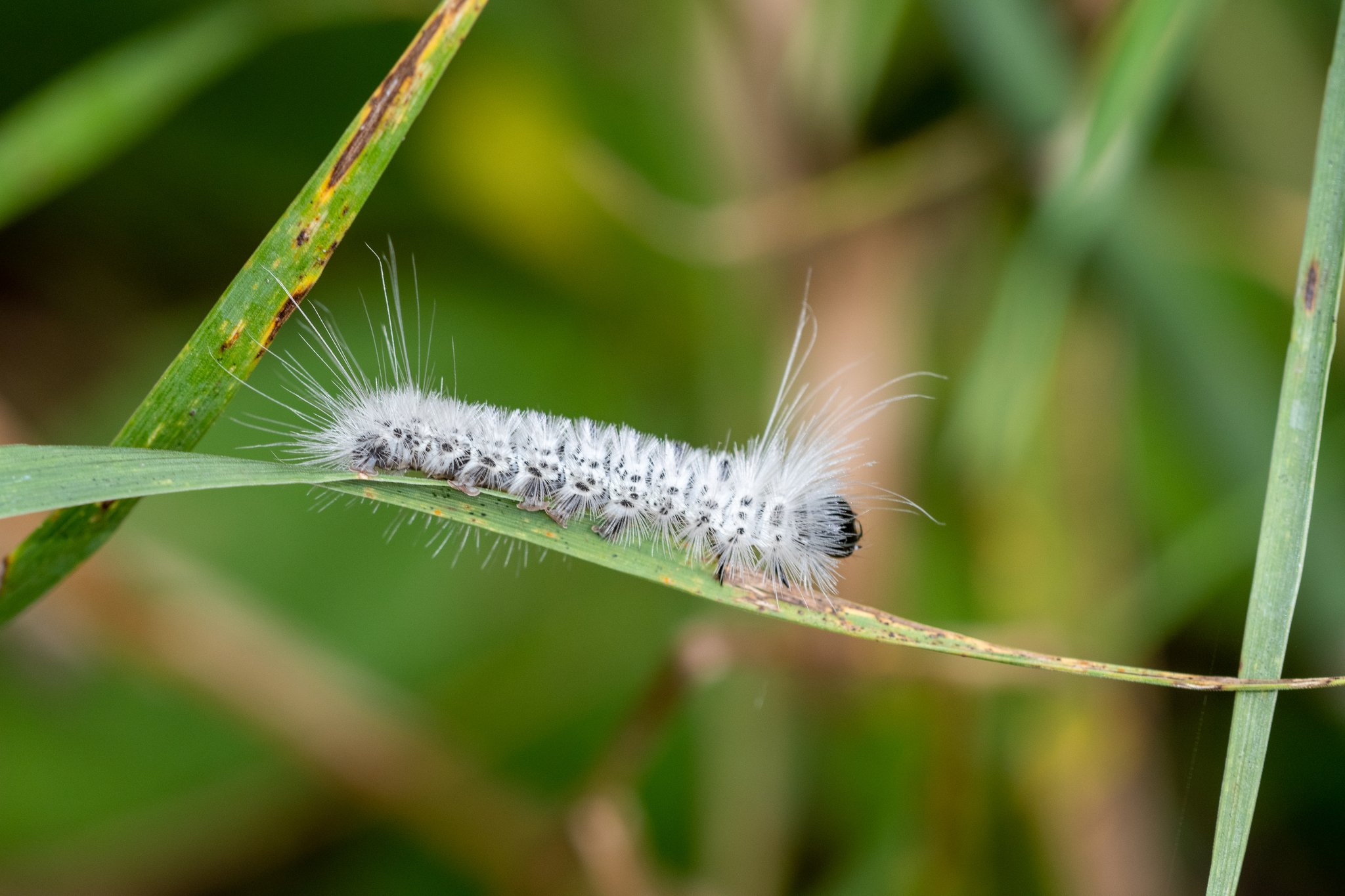 Lophocampa
