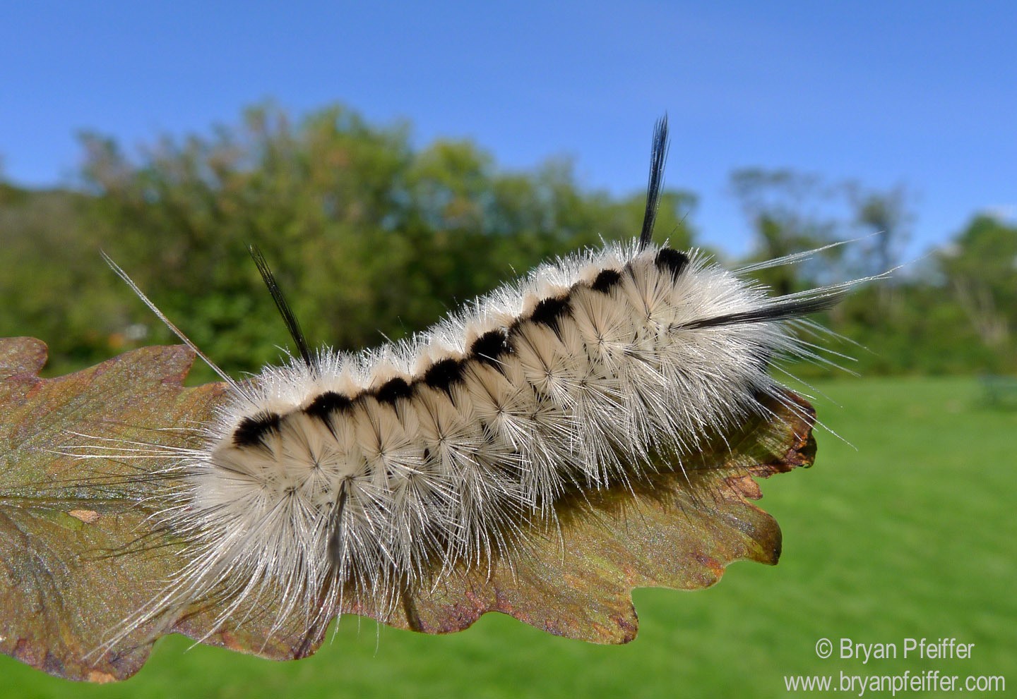 Lophocampa