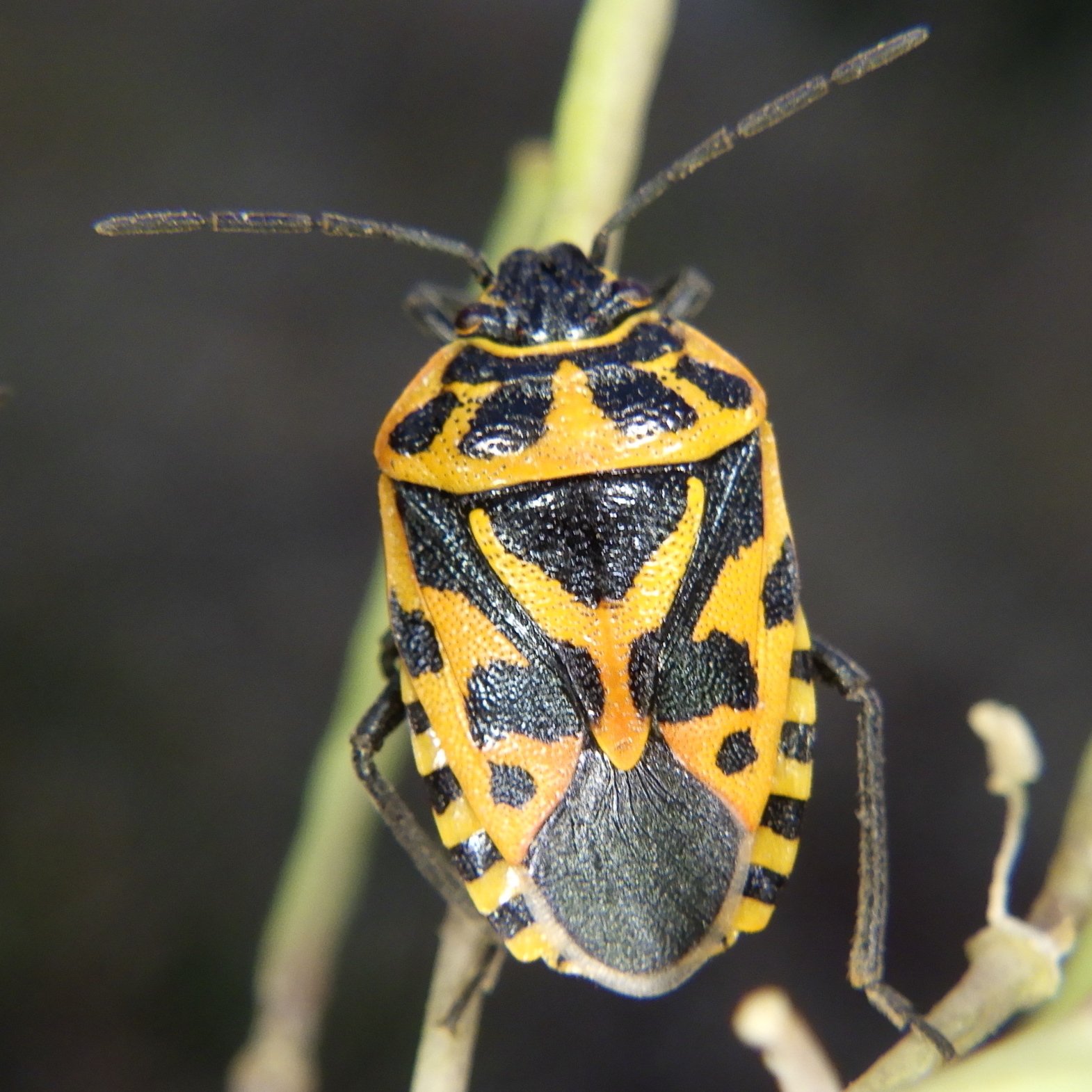 Eurydema ventralis