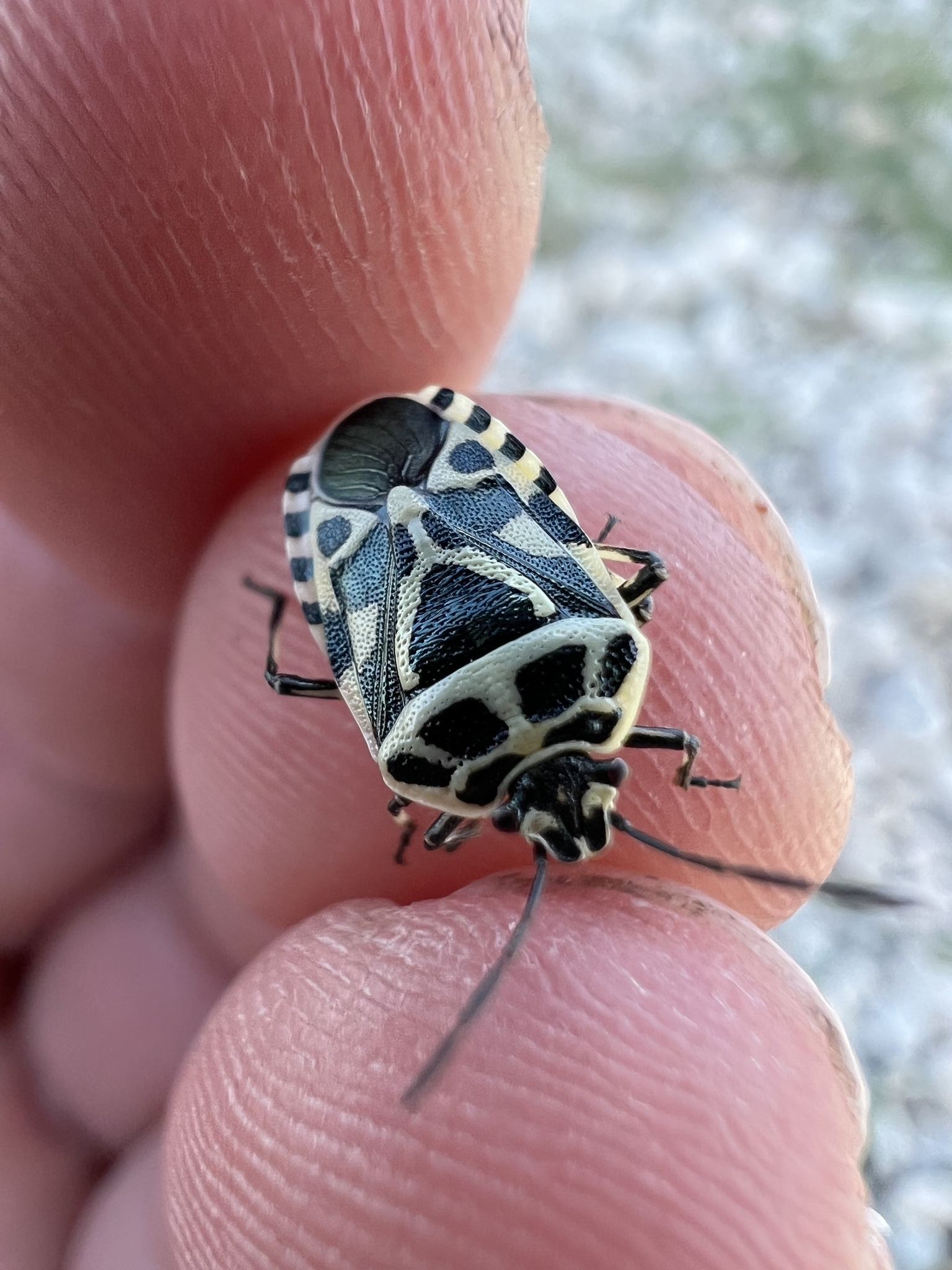Eurydema ventralis