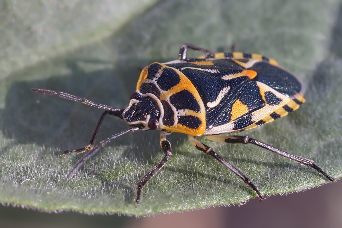 Eurydema ventralis