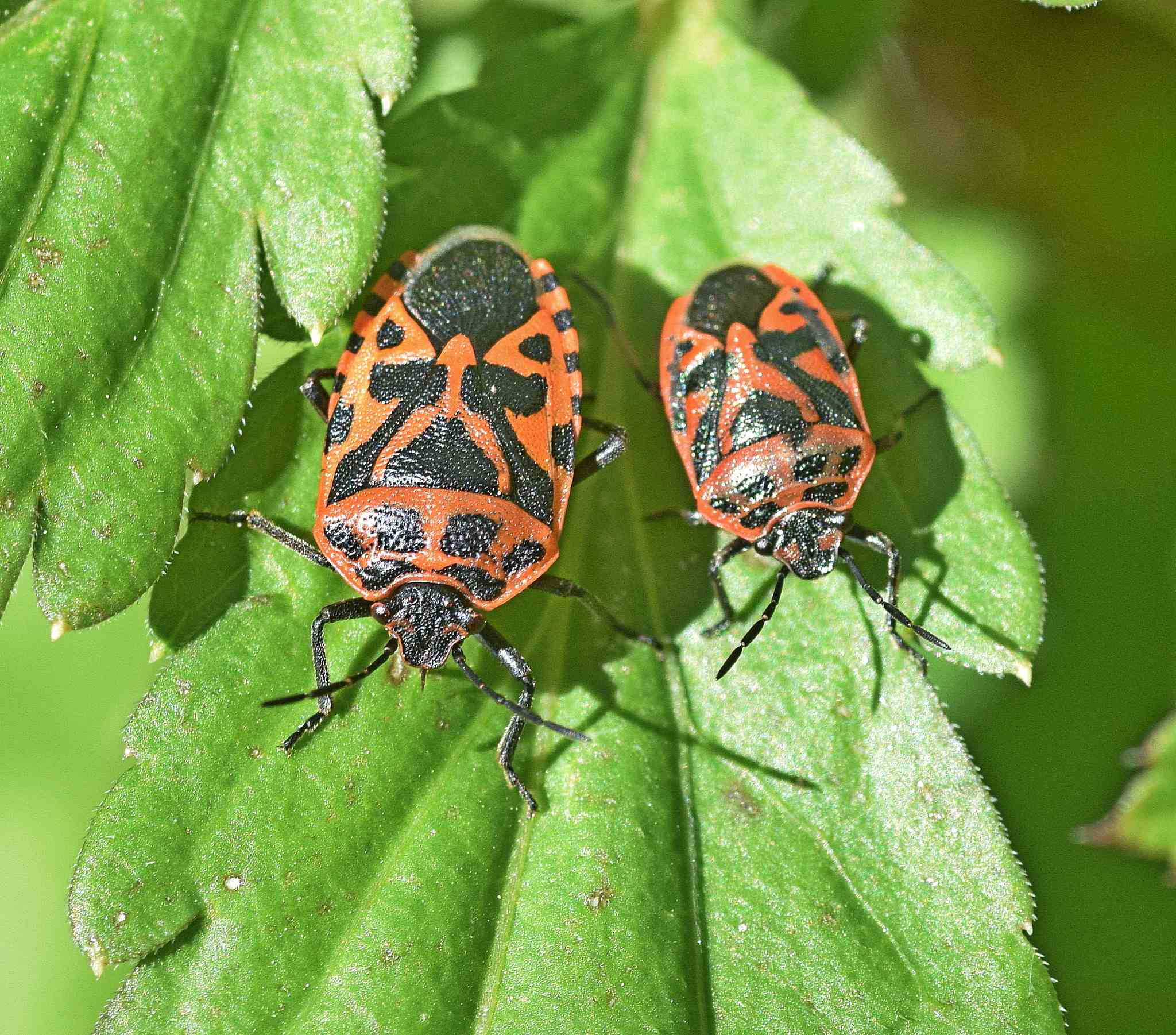Eurydema ventralis