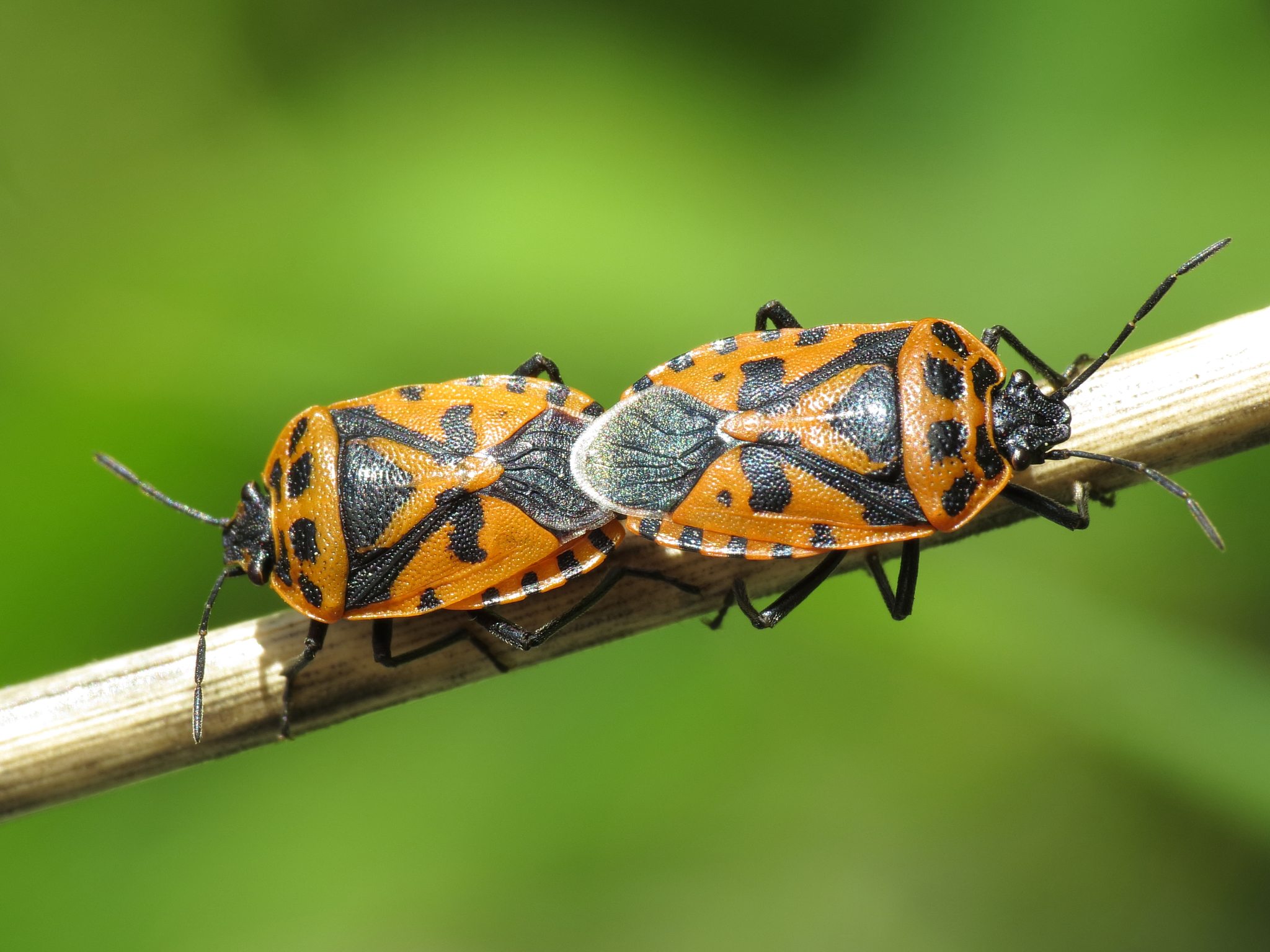 Eurydema ventralis