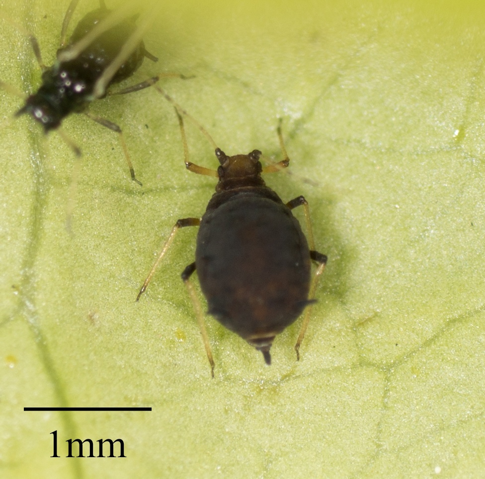 Toxoptera