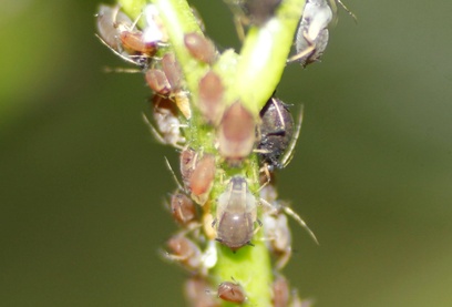 Toxoptera